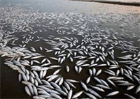 ماهیانی که با کابل برق عمومی در گیلان صید می شوند