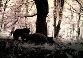 تغذیه خرس های شهرستان رشت از زباله های جنگل سراوان