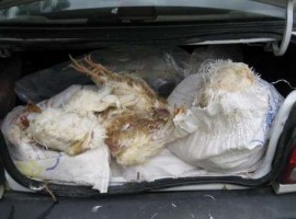 کشف ۱۲۰ کیلو گرم مرغ مرده که قرار بود طبیعت صومعه سرا را آلوده کند