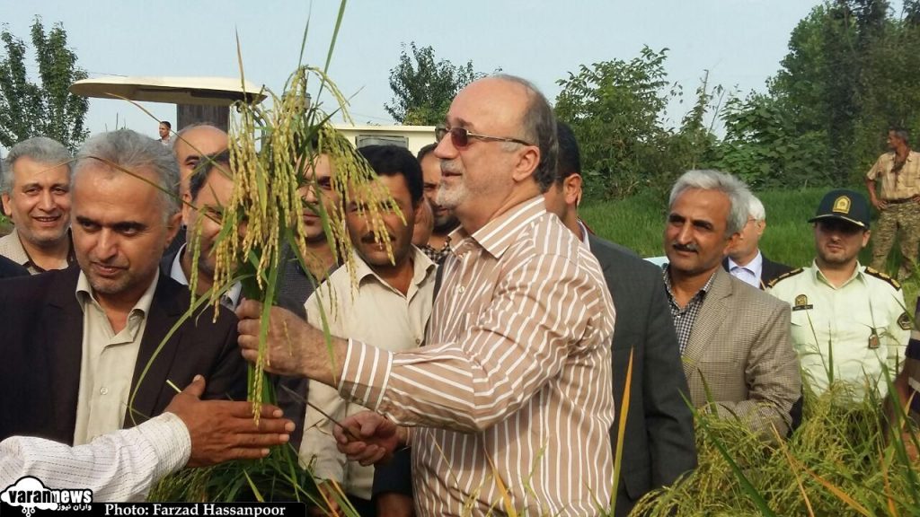نخستین برداشت مکانیزه برنج از مزارع گیلان با حضور استاندار انجام شد