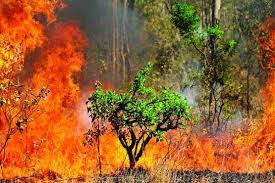 احتمال وقوع آتش‌سوزی در جنگلهای شمال کشور