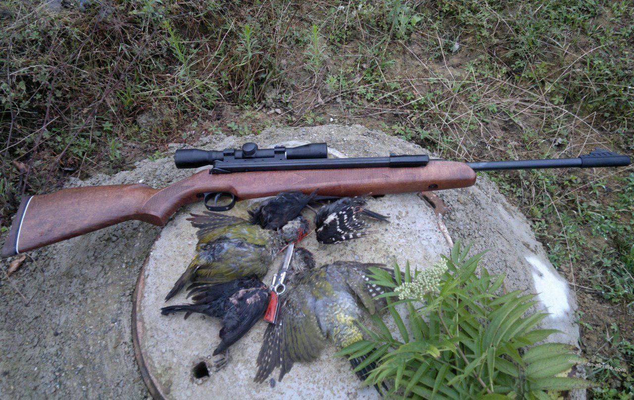 شکار هر نوع پرنده در استان گیلان ممنوع شد